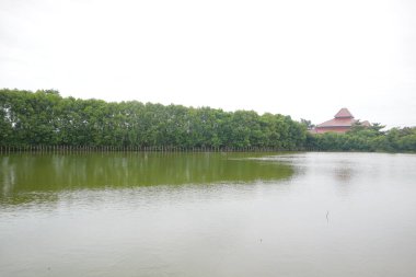 Bataklık fotoğrafının kenarındaki mangrov ağaçları.