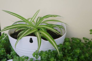 Örümcek bitkisi adında güzel bir ev bitkisi.