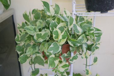 Hoya Carnosa Krimson adında güzel bir ev bitkisi.