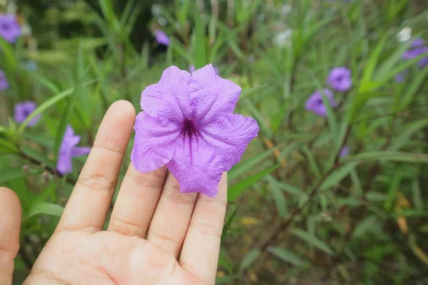 Fialový Květ Názvem Ruellia Simplex Zahradní Fotografii — Stock fotografie