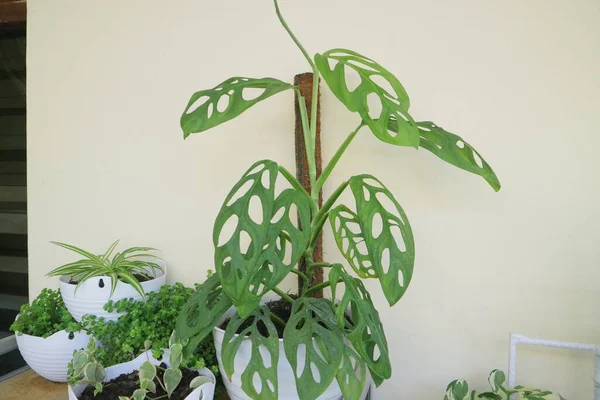 Vacker Krukväxt Vid Namn Monstera Adansonii Foto — Stockfoto