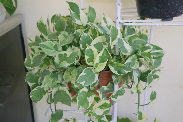 Hermosa Planta Casa Llamada Hoya Carnosa Krimson Queen Foto — Foto de Stock