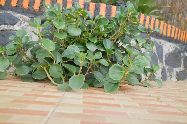 Pequeña Planta Exuberante Con Hojas Redondas Foto — Foto de Stock