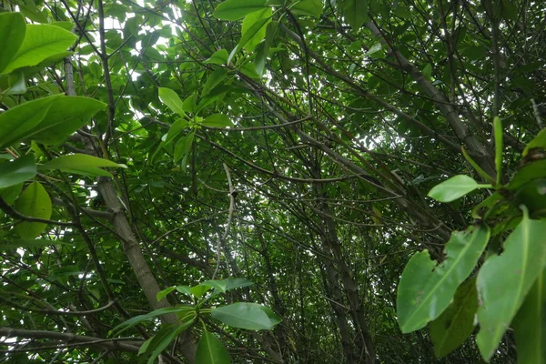 Πλούσια Και Φρέσκα Δέντρα Mangrove Φωτογραφία — Φωτογραφία Αρχείου