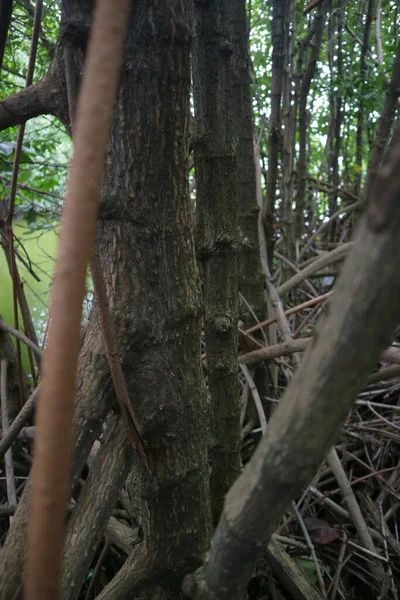 Manguezal Árvore Madeira Textura Forma Foto — Fotografia de Stock