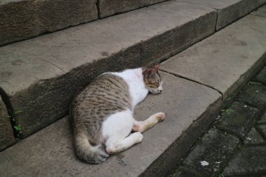 Gri beyaz kedi beton merdivenlerde uyuyor.