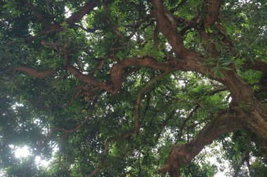 Büyük mango ağacı ve yemyeşil yapraklar.