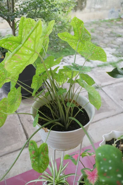 Green Fresh Alocasia Plant Photo — Stock Photo, Image