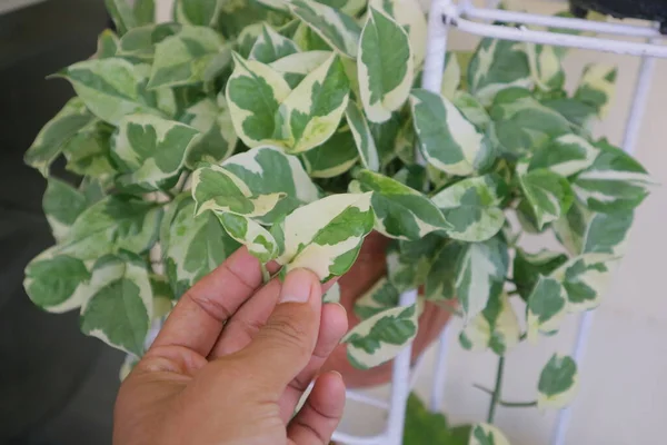 Hoya Carnosa Krimson adında güzel bir ev bitkisi.