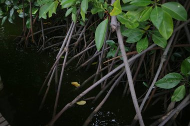 Bataklık fotoğrafının kenarındaki mangrov ağacı kökleri.