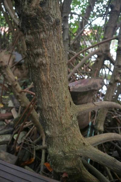 Árbol Manglar Madera Textura Forma Foto — Foto de Stock