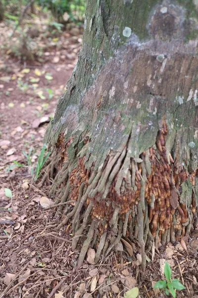棕榈树照片的根 — 图库照片