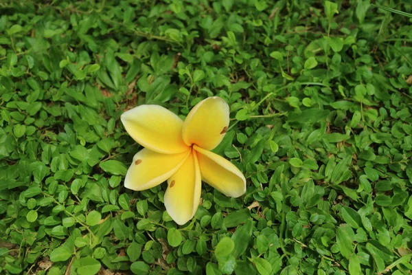 Frangipani Květiny Padající Zelené Trávě Fotografie — Stock fotografie