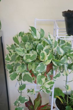 Hoya Carnosa Krimson adında güzel bir ev bitkisi.