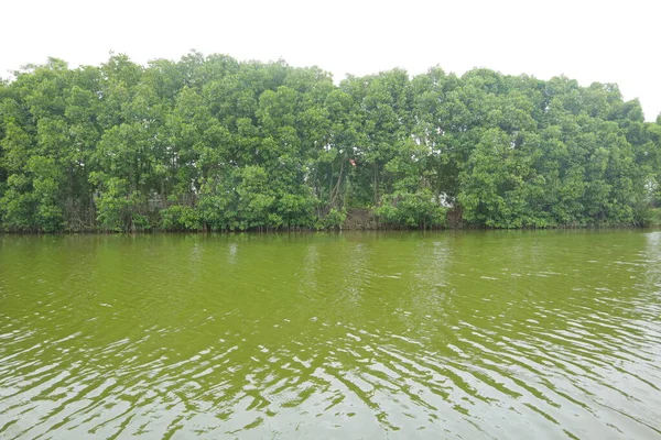 Mangrove Trees Edge Swamp Photo — Stock Photo, Image