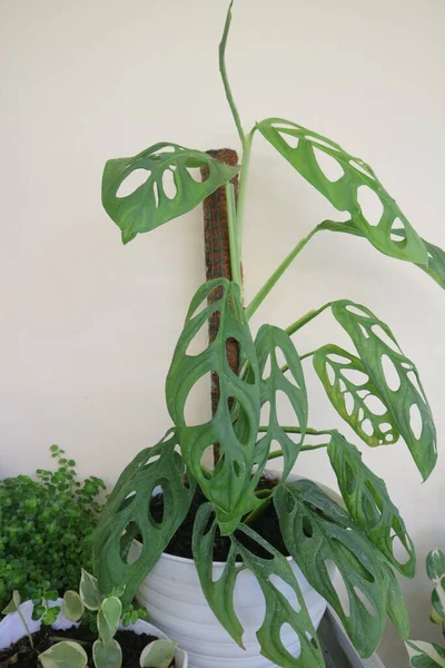Mooie Huis Plant Genaamd Monstera Adansonii Foto — Stockfoto