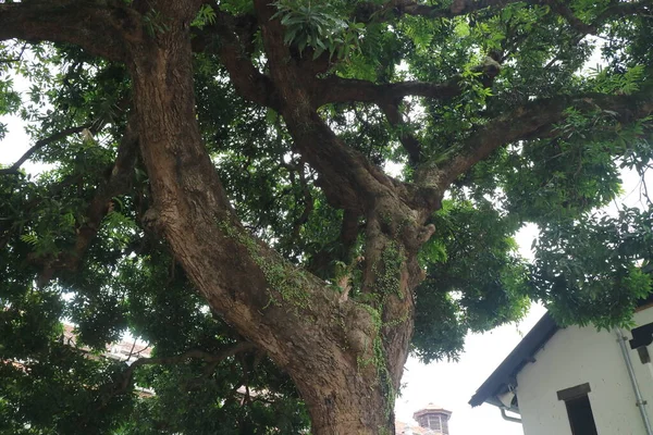 Велике Дерево Манго Пишним Листям Фото — стокове фото