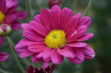 Güzel çiçek açan pembe çiçek fotoğrafı.