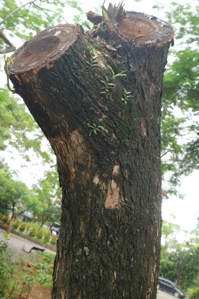 公園の真ん中に切り取られた大きな木は — ストック写真