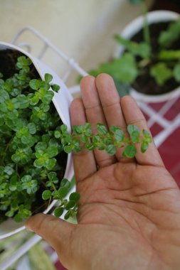 Yeşil ve taze Yonca otu demlikte