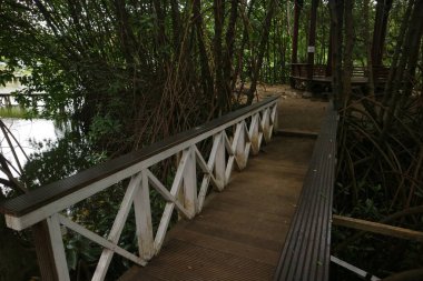 Mangrove Ormanı 'nın ortasındaki beyaz tahta köprü.