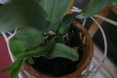 Orkide kökleri odun kömürü fotoğrafında büyüyor.