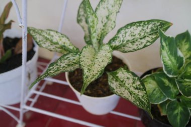 Evin önünde güzel bir aglonema bitkisi.