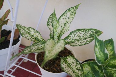 Evin önünde güzel bir aglonema bitkisi.