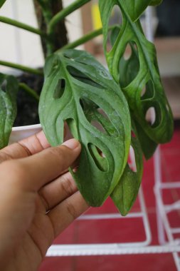 Monstera Adansonii adında yeşil ve taze bir ev bitkisi.