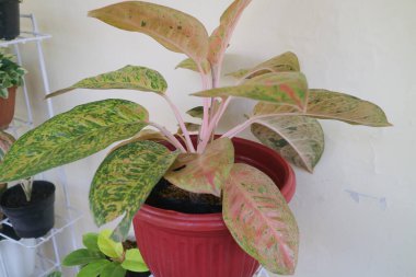 Evin önünde güzel bir aglonema bitkisi.