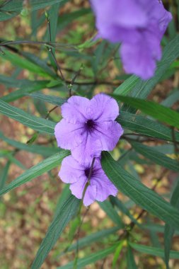 bir bahçe fotoğrafında Ruellia Simplex adında mor bir çiçek.