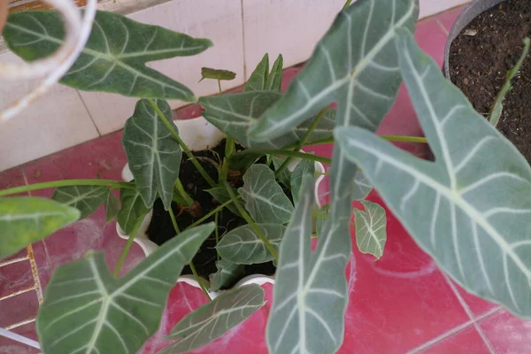 緑と新鮮なアロカシア植物の写真 — ストック写真