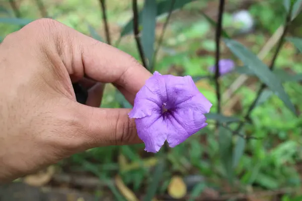 Lila Blomma Vid Namn Ruellia Simplex Trädgård Foto — Stockfoto