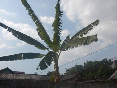 uzun muz ağacı ev fotoğrafının yanında