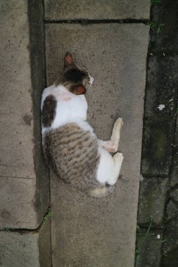 Gri beyaz kedi beton merdivenlerde uyuyor.