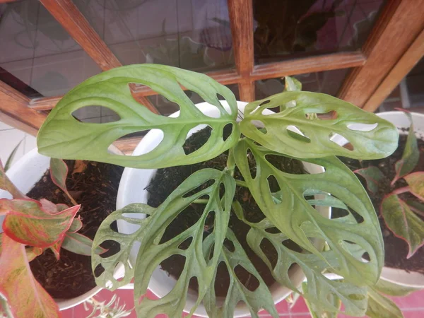 Schöne Zimmerpflanze Namens Monstera Adansonii Foto — Stockfoto