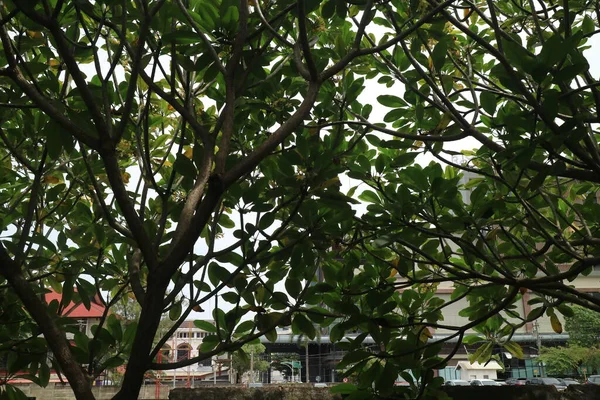 緑と緑のフランジパニの木の写真 — ストック写真