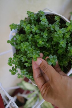 Yeşil ve taze Yonca otu demlikte