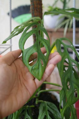 Monstera Adansonii adında yeşil ve taze bir ev bitkisi.