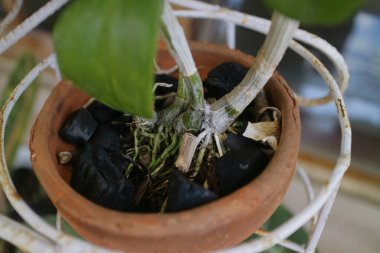 Orkide kökleri odun kömürü fotoğrafında büyüyor.