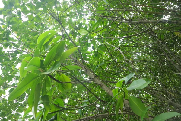 Copaci Luxuriante Proaspete Mangrove Fotografie — Fotografie, imagine de stoc