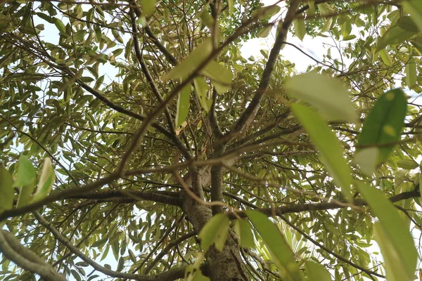 Shady Durian Tree Day Photo — Stockfoto