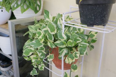 Hoya Carnosa Krimson adında güzel bir ev bitkisi.