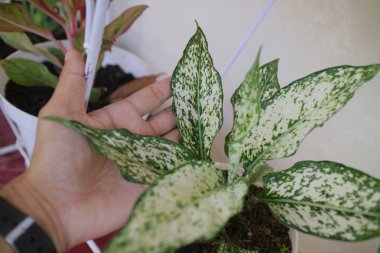 Evin önünde güzel bir aglonema bitkisi.