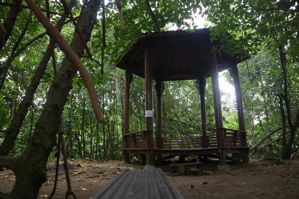 Faház Közepén Mangrove Erdő Fotó — Stock Fotó