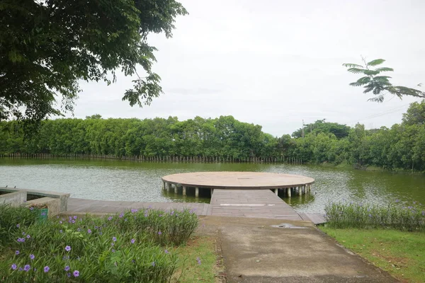 Platforma Deska Środku Mangrowe Bagno Zdjęcie — Zdjęcie stockowe