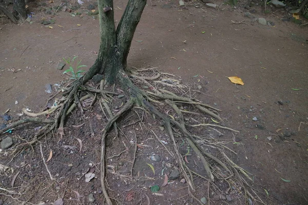 树根爬行在地面上的照片 — 图库照片