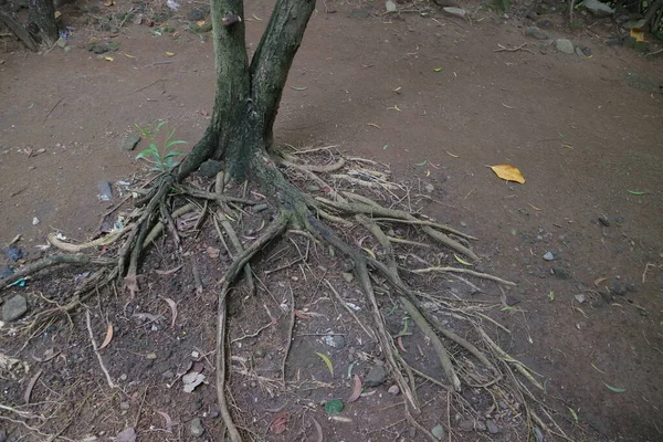 Árbol Con Raíces Arrastrándose Suelo Foto —  Fotos de Stock