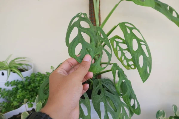 Monstera Adansoniiという名前の美しい家の植物写真 — ストック写真