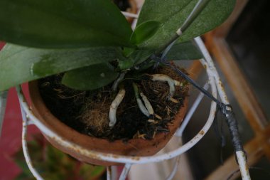 Orkide kökleri odun kömürü fotoğrafında büyüyor.